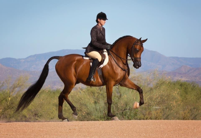 Culbreth Equine